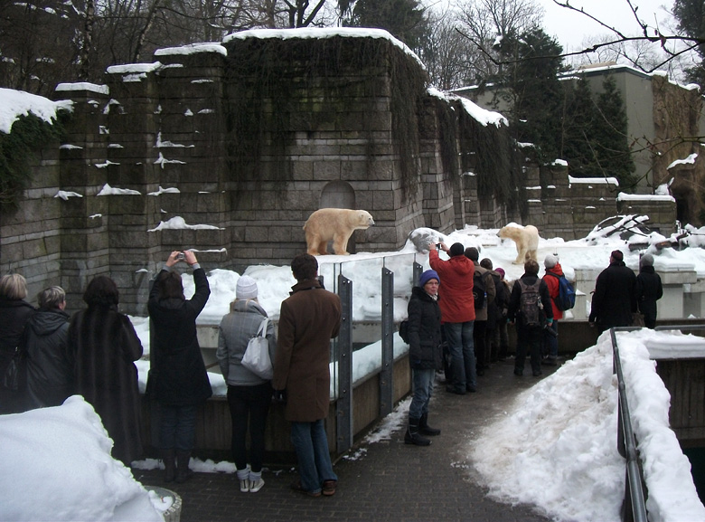 Eisbär Lars und Eisbärin Vilma am 2. Januar 2011 im Zoo Wuppertal