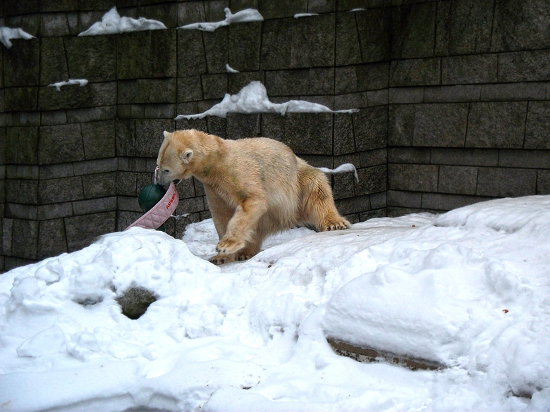 Eisbärin Vilma mit Aussie Dog Spielzeug am 2. Januar 2011 im Zoologischen Garten Wuppertal