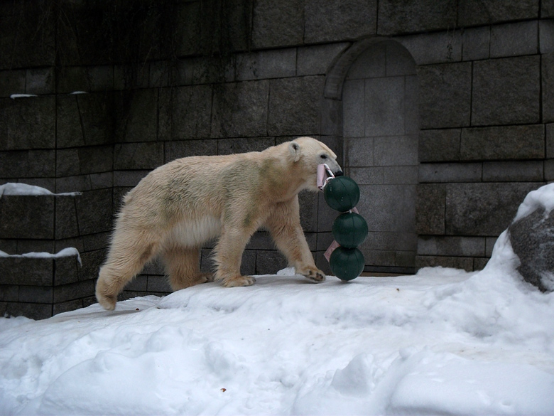 Eisbärin Vilma mit Aussie Dog Spielzeug am 2. Januar 2011 im Wuppertaler Zoo