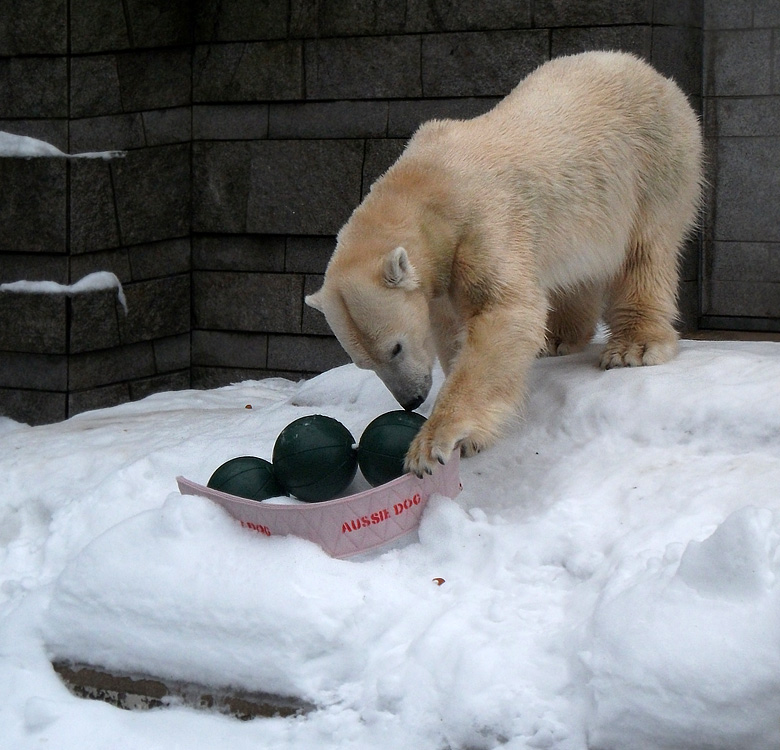 Eisbärin Vilma mit Aussie Dog Spielzeug am 2. Januar 2011 im Wuppertaler Zoo