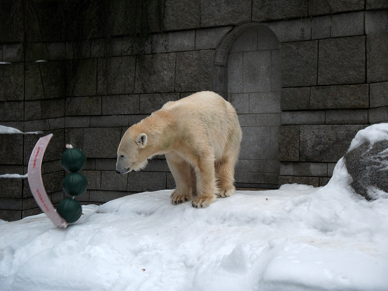 Eisbärin Vilma mit Aussie Dog Spielzeug am 2. Januar 2011 im Zoologischen Garten Wuppertal