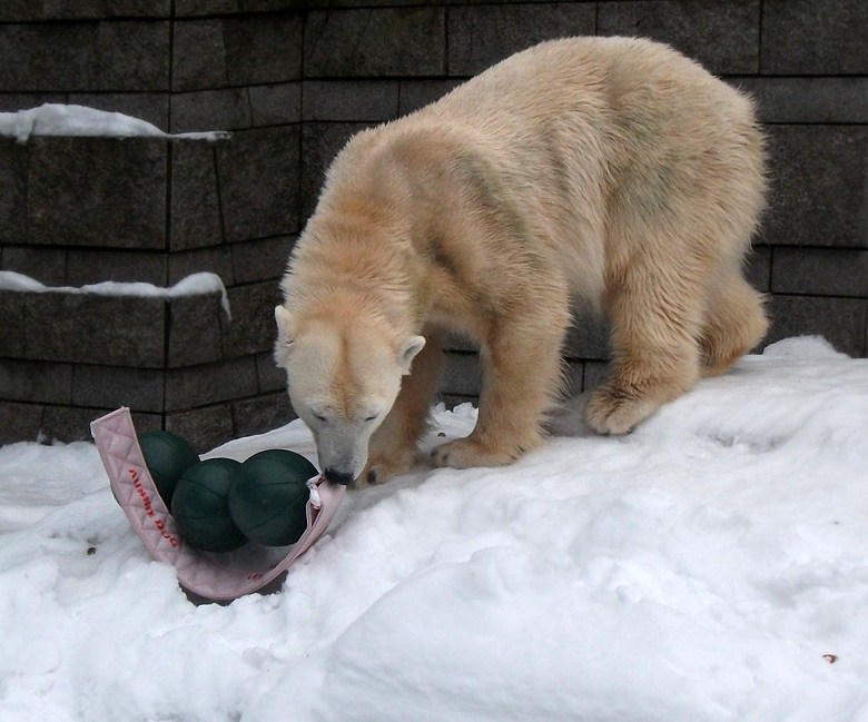 Eisbärin Vilma mit Aussie Dog Spielzeug am 2. Januar 2011 im Zoologischen Garten Wuppertal