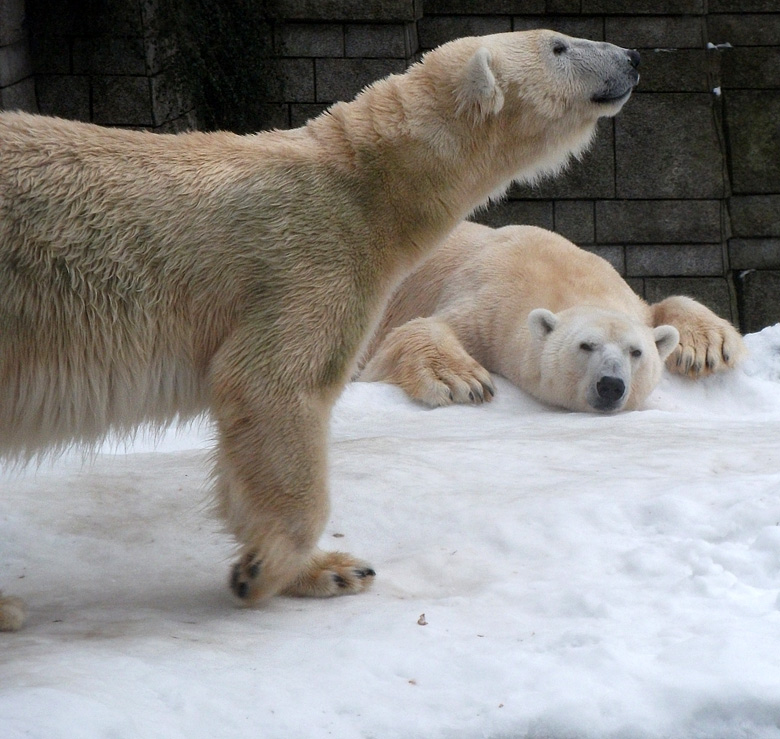 Eisbärin Vilma und Eisbär Lars am 2. Januar 2011 im Zoologischen Garten Wuppertal