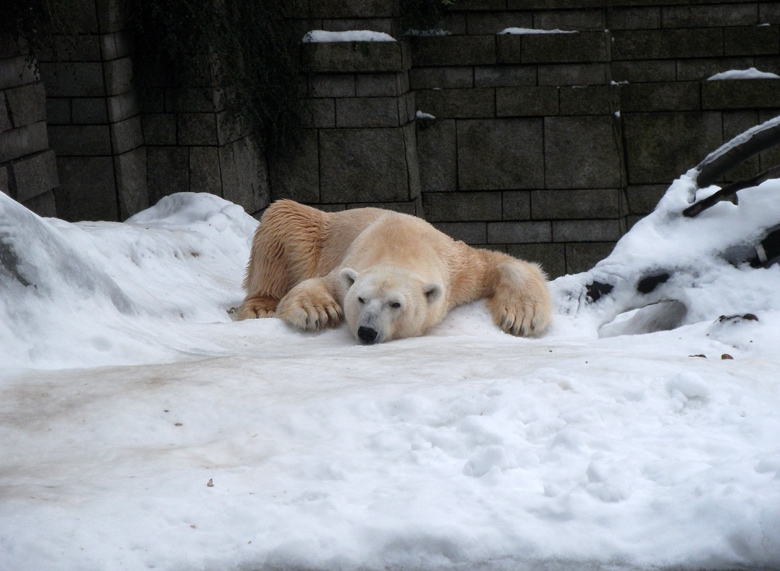 Eisbär Lars am 2. Januar 2011 im Zoo Wuppertal