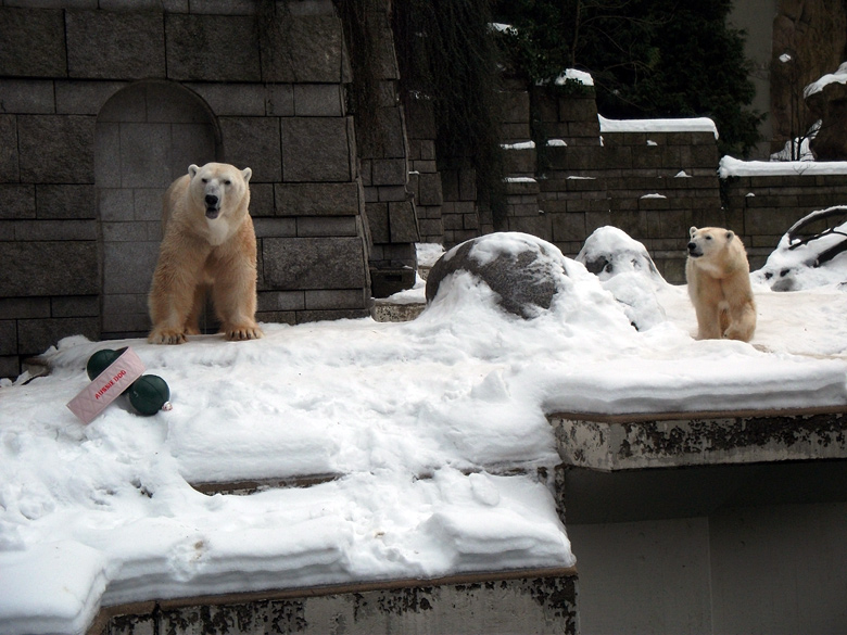 Eisbär Lars und Eisbärin Vilma am 2. Januar 2011 im Zoo Wuppertal