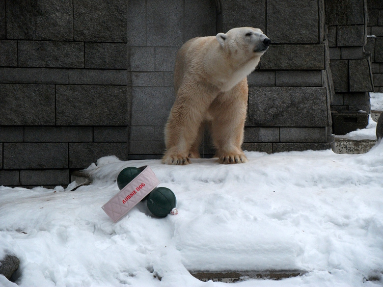 Eisbär Lars am 2. Januar 2011 im Zoologischen Garten Wuppertal