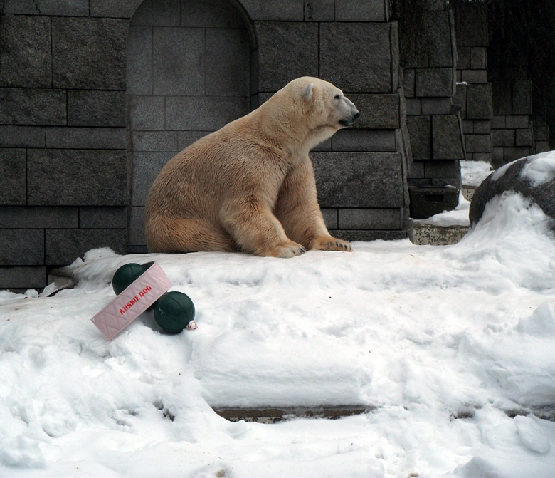 Eisbär Lars am 2. Januar 2011 im Zoo Wuppertal