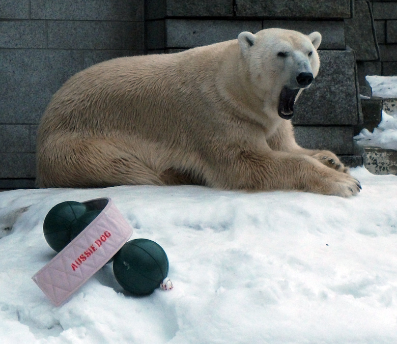 Eisbär Lars am 2. Januar 2011 im Wuppertaler Zoo