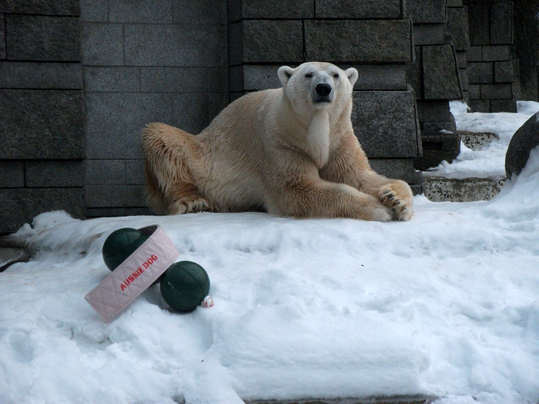 Eisbär Lars am 2. Januar 2011 im Zoo Wuppertal