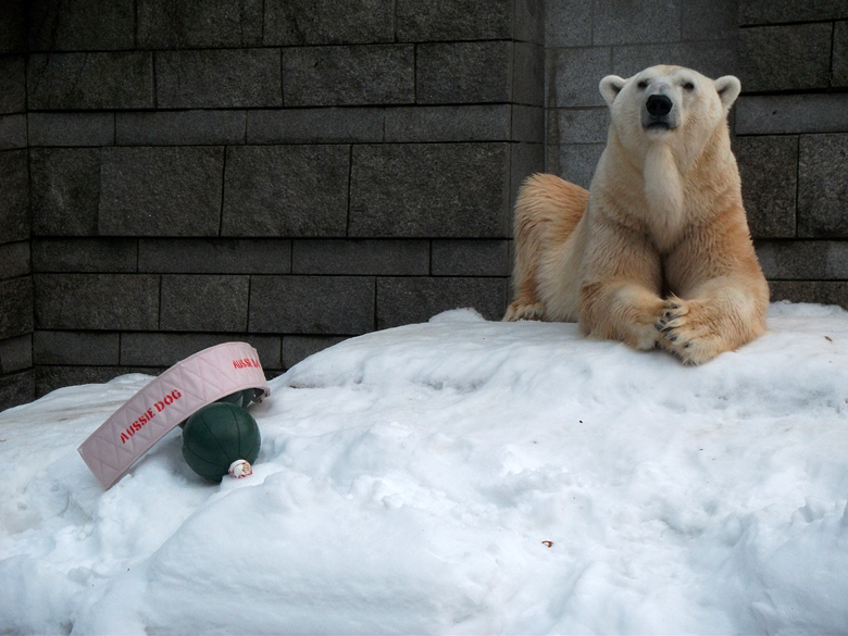 Eisbär Lars am 2. Januar 2011 im Wuppertaler Zoo