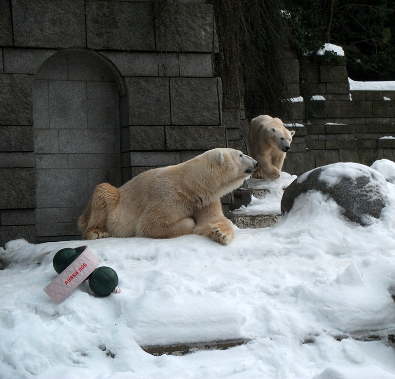 Eisbär Lars und Eisbärin Vilma am 2. Januar 2011 im Zoo Wuppertal