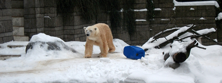 Eisbär Lars am 2. Januar 2011 im Zoo Wuppertal