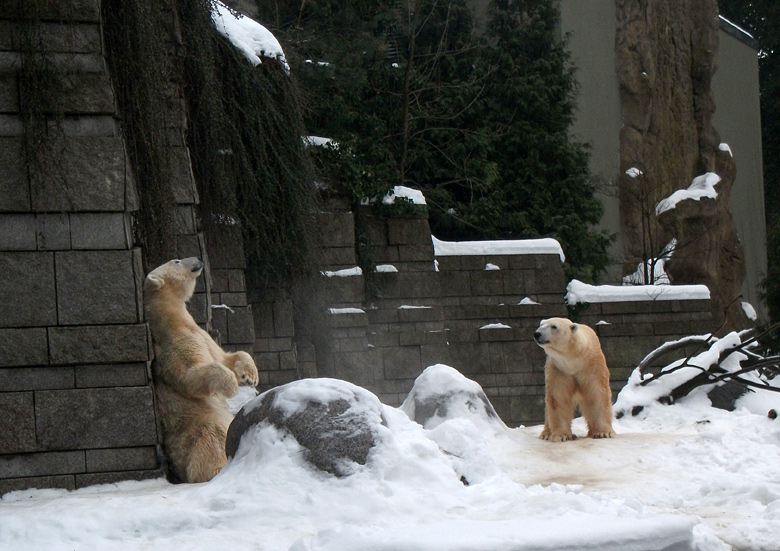 Eisbärin Vilma und Eisbär Lars am 2. Januar 2011 im Zoologischen Garten Wuppertal