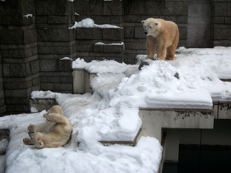 Eisbärin Vilma und Eisbär Lars am 2. Januar 2011 im Wuppertaler Zoo