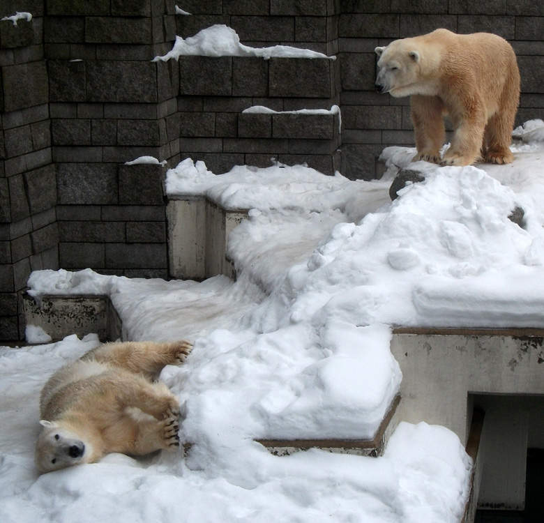 Eisbärin Vilma und Eisbär Lars am 2. Januar 2011 im Zoo Wuppertal