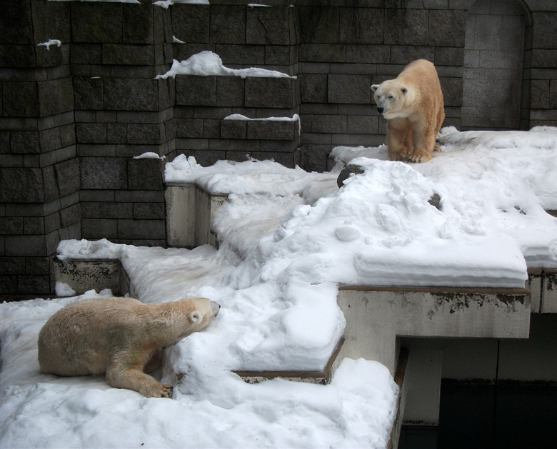 Eisbärin Vilma und Eisbär Lars am 2. Januar 2011 im Zoologischen Garten Wuppertal