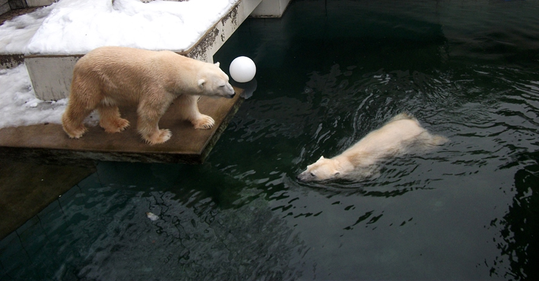 Eisbär Lars und Eisbärin Vilma am 2. Januar 2011 im Wuppertaler Zoo