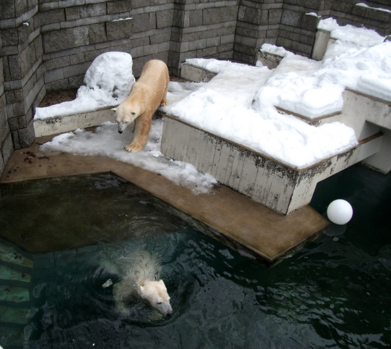 Eisbär Lars und Eisbärin Vilma am 2. Januar 2011 im Zoologischen Garten Wuppertal