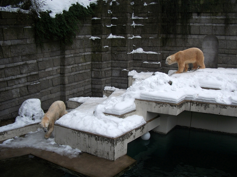 Eisbärin Vilma und Eisbär Lars am 2. Januar 2011 im Wuppertaler Zoo