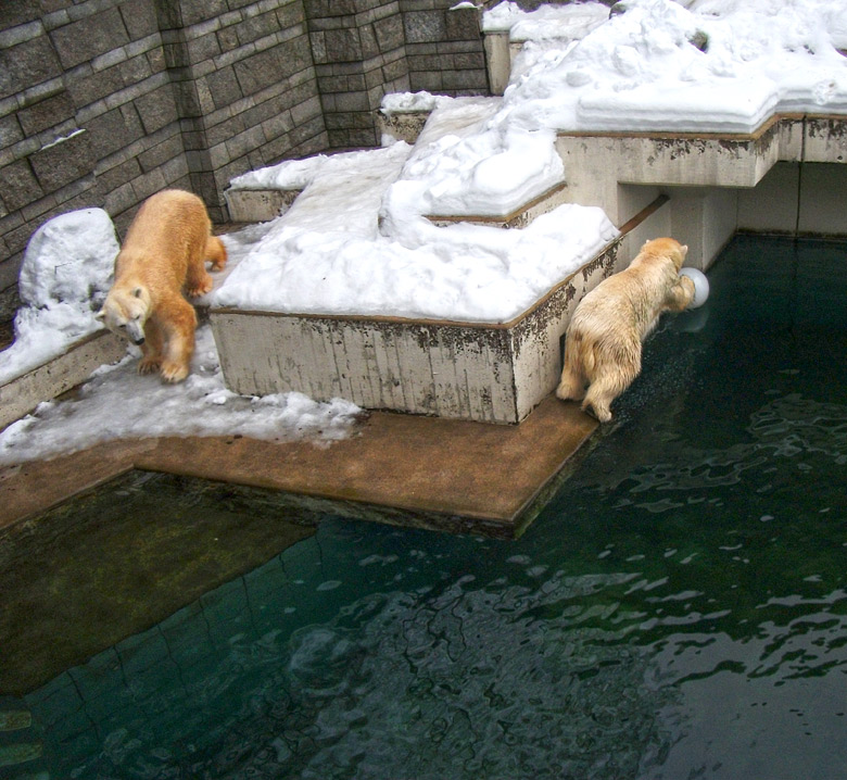 Eisbär Lars und Eisbärin Vilma am 2. Januar 2011 im Zoologischen Garten Wuppertal