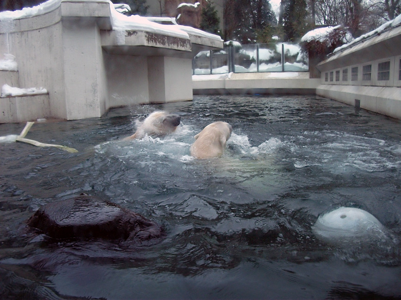 Eisbär Lars und Eisbärin Vilma am 2. Januar 2011 im Zoologischen Garten Wuppertal