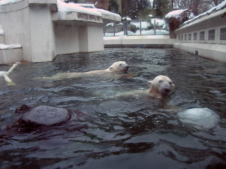 Eisbär Lars und Eisbärin Vilma am 2. Januar 2011 im Wuppertaler Zoo