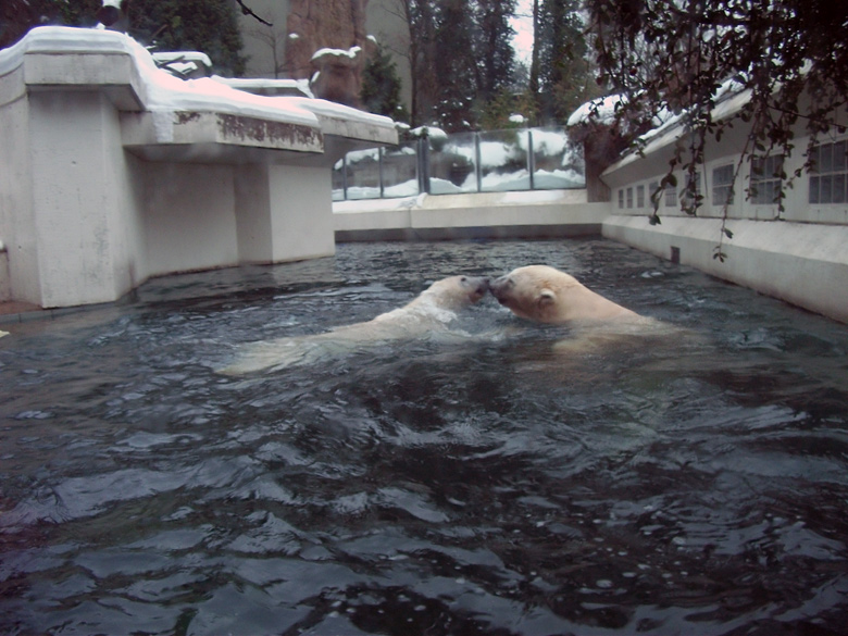 Eisbärin Vilma und Eisbär Lars am 2. Januar 2011 im Zoo Wuppertal