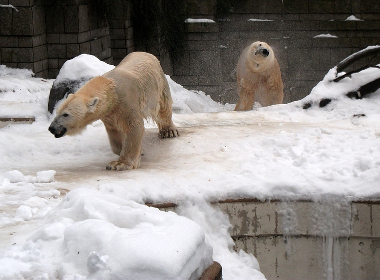 Eisbärin Vilma und Eisbär Lars am 2. Januar 2011 im Zoologischen Garten Wuppertal