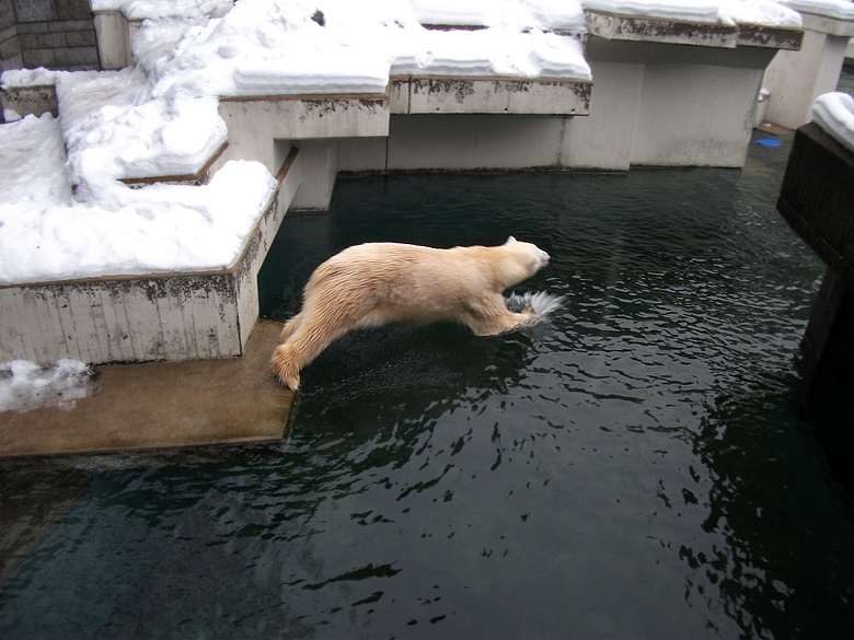 Eisbär Lars am 2. Januar 2011 im Wuppertaler Zoo