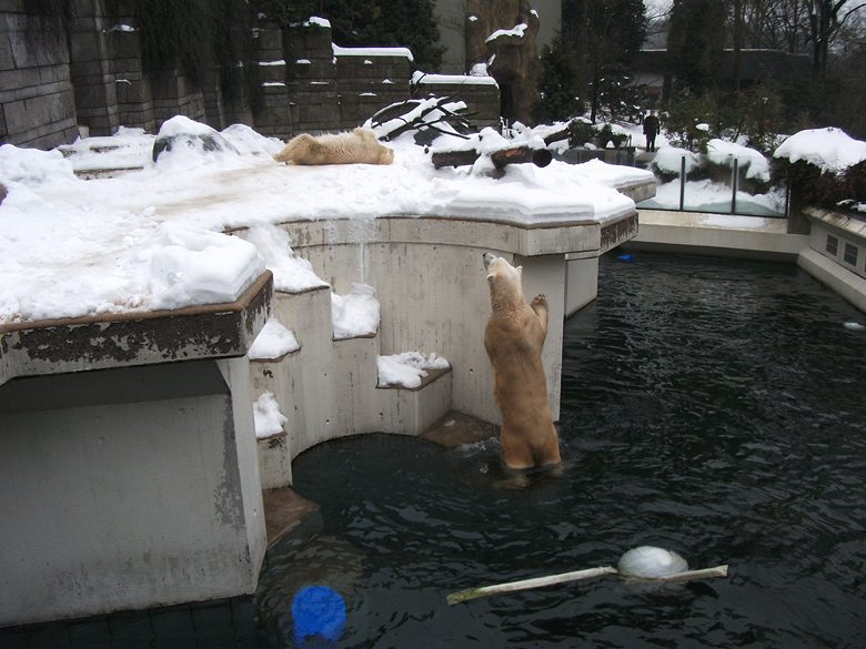 Eisbärin Vilma und Eisbär Lars am 2. Januar 2011 im Zoo Wuppertal