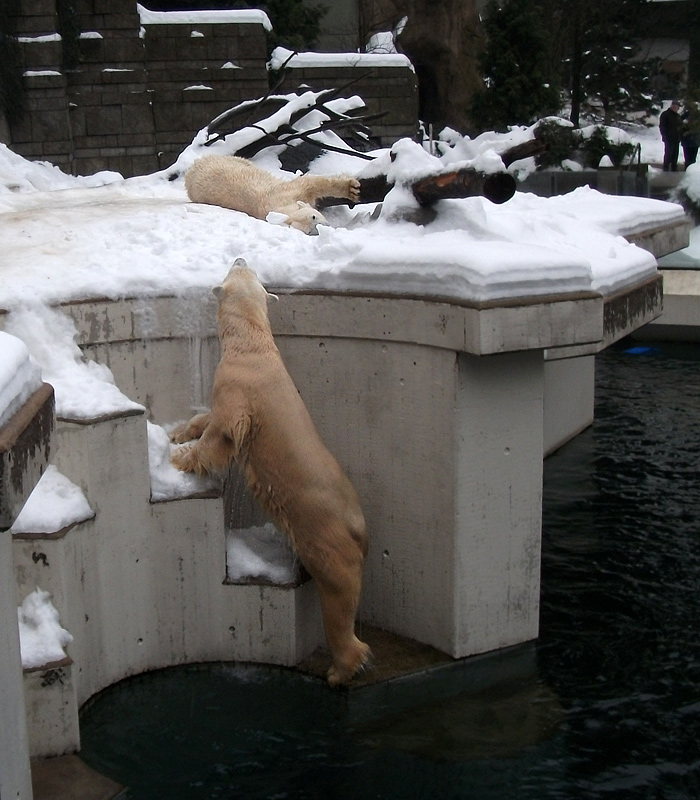 Eisbär Lars und Eisbärin Vilma am 2. Januar 2011 im Zoologischen Garten Wuppertal