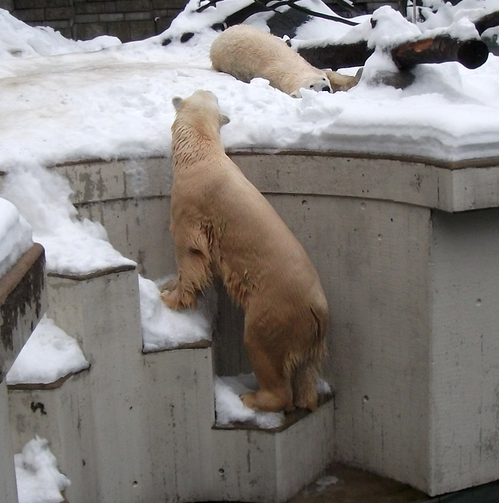 Eisbär Lars und Eisbärin Vilma am 2. Januar 2011 im Wuppertaler Zoo