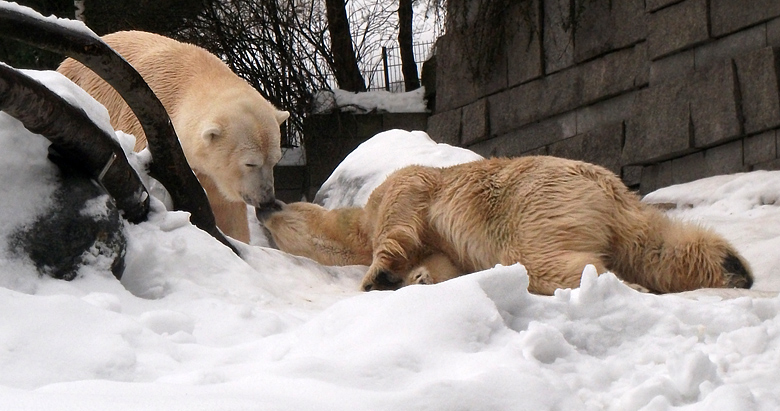 Eisbär Lars und Eisbärin Vilma am 2. Januar 2011 im Zoologischen Garten Wuppertal