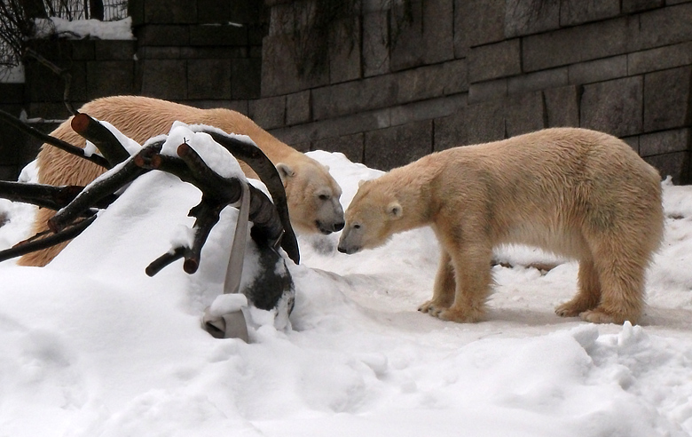 Eisbär Lars und Eisbärin Vilma am 2. Januar 2011 im Zoo Wuppertal