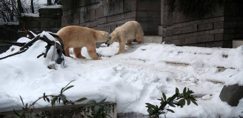 Eisbär Lars und Eisbärin Vilma am 2. Januar 2011 im Zoo Wuppertal