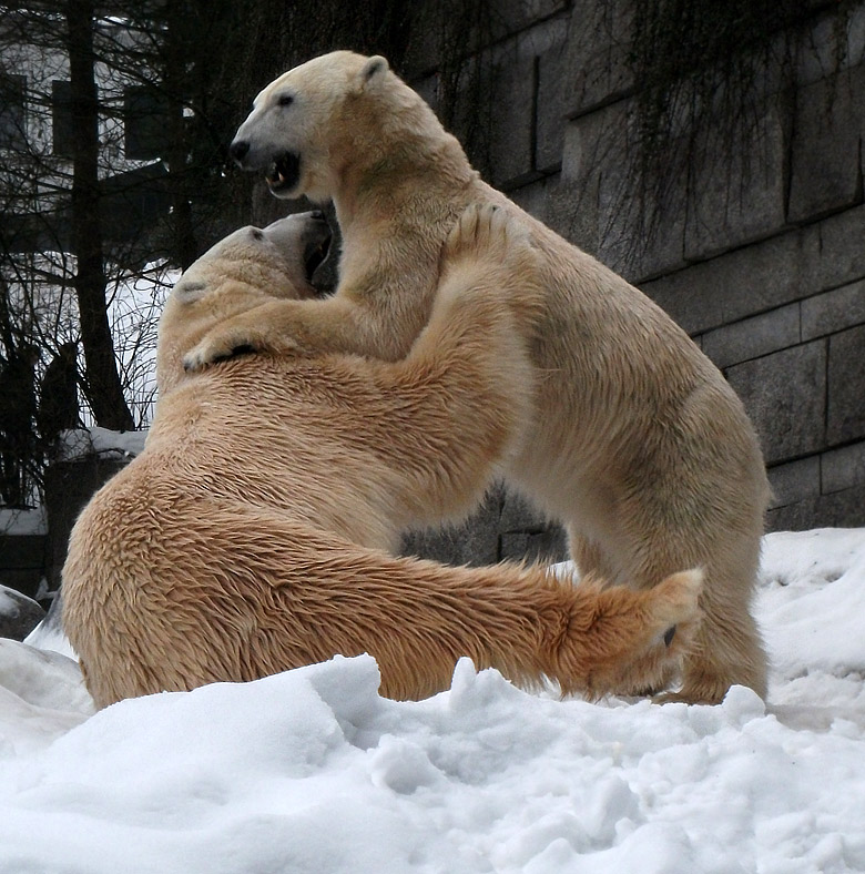 Eisbär Lars und Eisbärin Vilma am 2. Januar 2011 im Zoologischen Garten Wuppertal