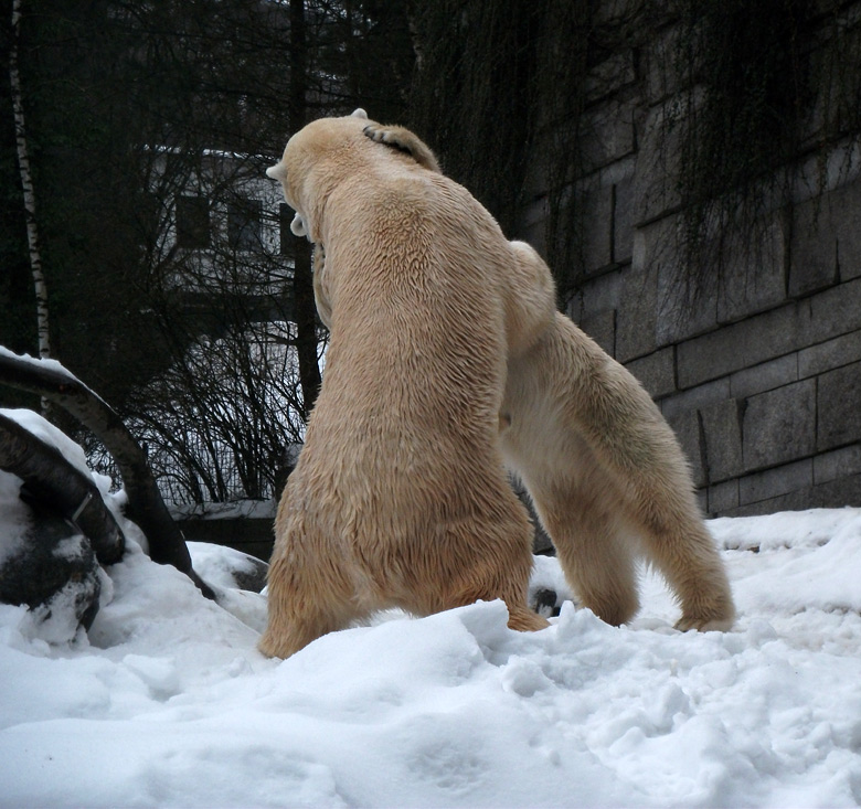 Eisbär Lars und Eisbärin Vilma am 2. Januar 2011 im Wuppertaler Zoo