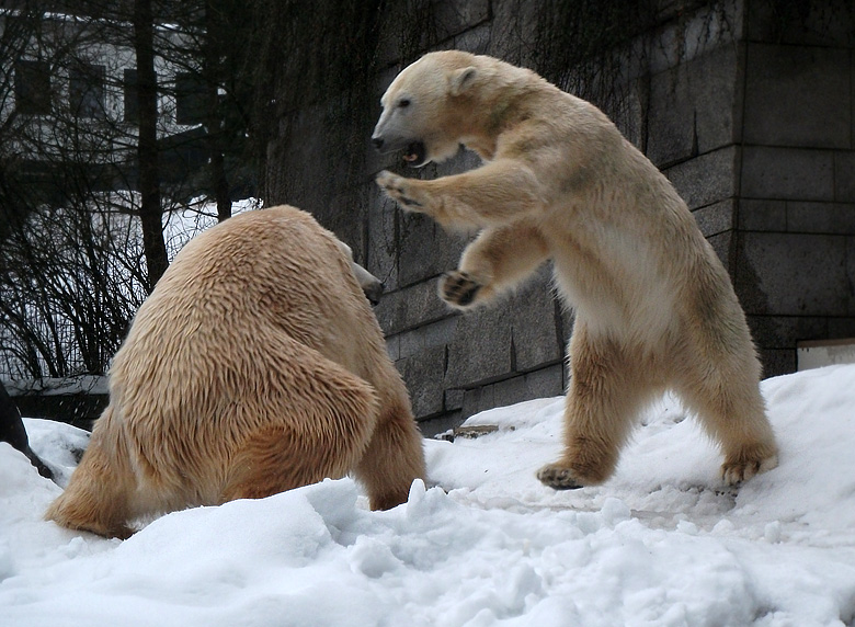 Eisbär Lars und Eisbärin Vilma am 2. Januar 2011 im Zoo Wuppertal