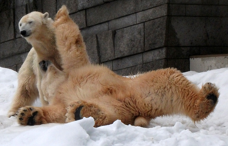 Eisbärin Vilma und Eisbär Lars am 2. Januar 2011 im Wuppertaler Zoo