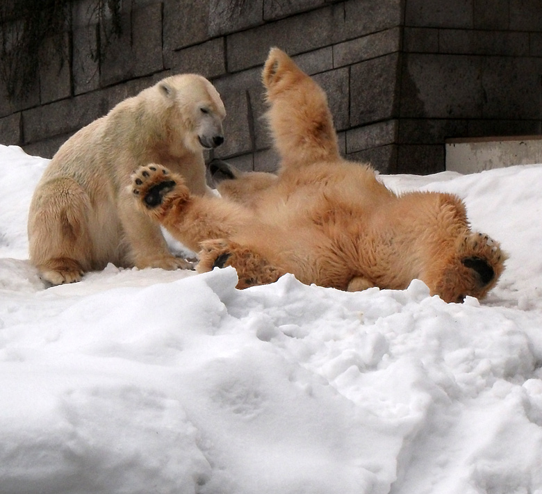 Eisbärin Vilma und Eisbär Lars am 2. Januar 2011 im Zoo Wuppertal