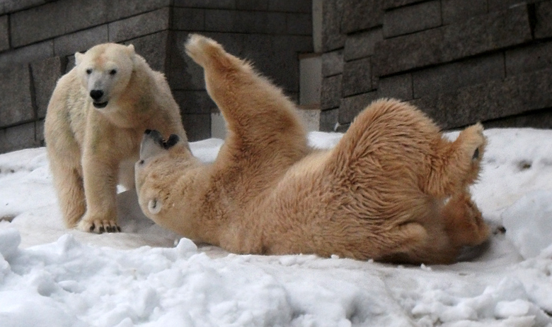 Eisbärin Vilma und Eisbär Lars am 2. Januar 2011 im Zoologischen Garten Wuppertal