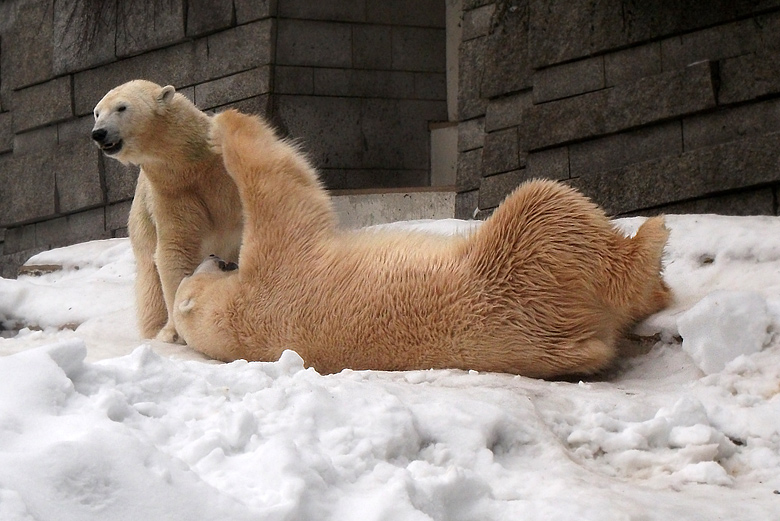 Eisbärin Vilma und Eisbär Lars am 2. Januar 2011 im Wuppertaler Zoo