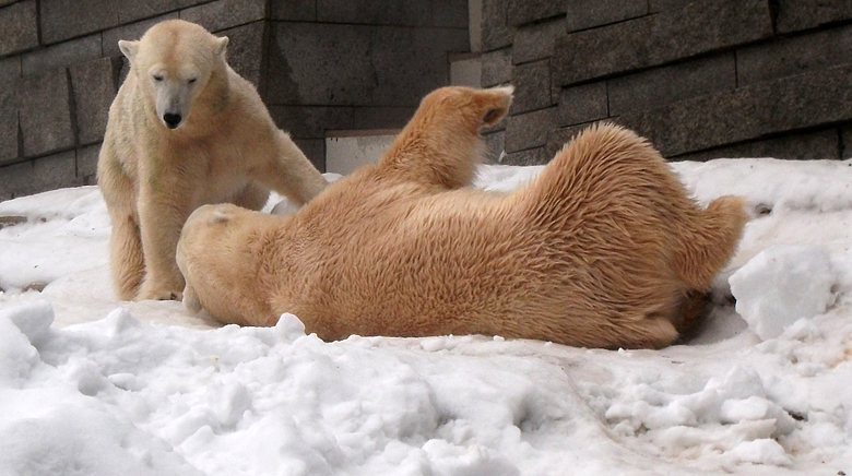 Eisbärin Vilma und Eisbär Lars am 2. Januar 2011 im Zoo Wuppertal