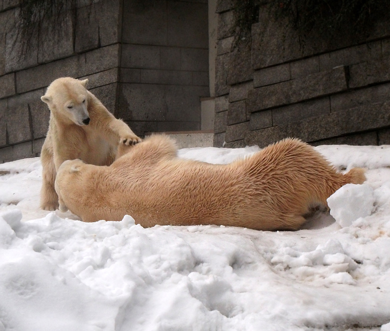 Eisbärin Vilma und Eisbär Lars am 2. Januar 2011 im Zoologischen Garten Wuppertal