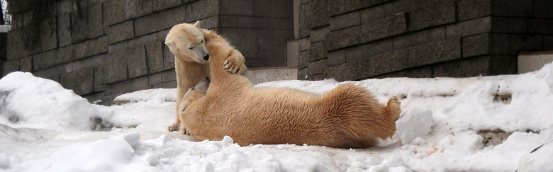 Eisbärin Vilma und Eisbär Lars am 2. Januar 2011 im Wuppertaler Zoo