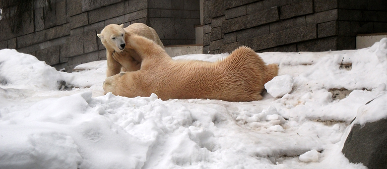 Eisbär Lars und Eisbärin Vilma am 2. Januar 2011 im Zoologischen Garten Wuppertal