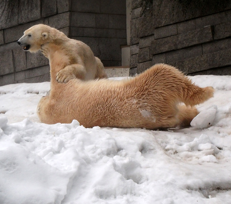 Eisbär Lars und Eisbärin Vilma am 2. Januar 2011 im Zoo Wuppertal