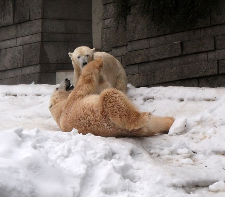 Eisbär Lars und Eisbärin Vilma am 2. Januar 2011 im Zoologischen Garten Wuppertal