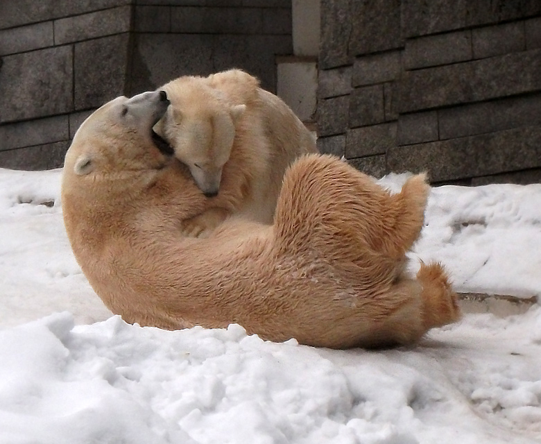 Eisbär Lars und Eisbärin Vilma am 2. Januar 2011 im Zoologischen Garten Wuppertal