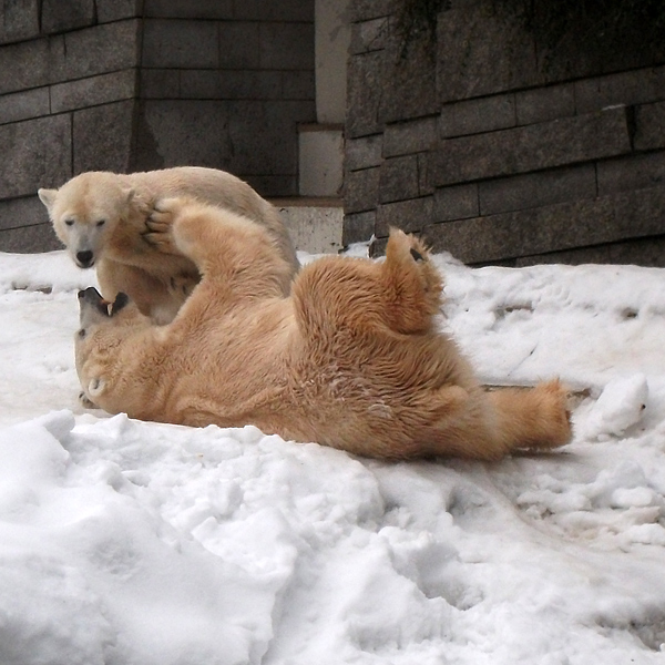 Eisbärin Vilma und Eisbär Lars am am 2. Januar 2011 im Wuppertaler Zoo